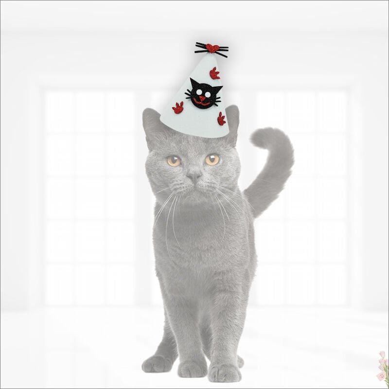 Kedi Doğum Günü Şapkası