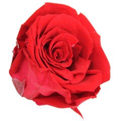 Şoklanmış Solmayan Gül, 5 cm - Kırmızı